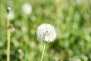 Blooming white dandelion flowers in green grass outdoors, closeup