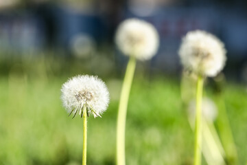 Blooming white dandelion flowers in green grass outdoors, closeup