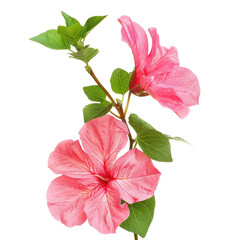 Two vibrant pink hibiscus flowers on a stem with green leaves