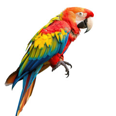 Fototapeta premium Vibrant parrot, profile view, against black