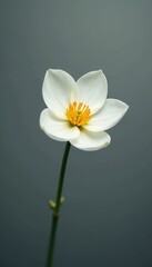 Obraz premium Solitary white blossom, vibrant yellow heart, muted gray setting, light gray, background