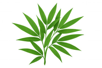 Obraz premium Green bamboo leaves spreading across transparent backdrop, bringing natural vibrancy and refreshing design element with clean visual texture