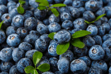 Texture of sweet fresh blueberries and leaves as background