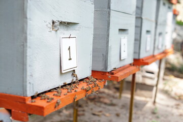 Traditional beekeeping in Guatemala 