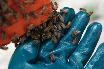 Traditional beekeeping in Guatemala 