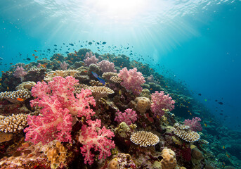 Fototapeta premium Underwater view of a vibrant coral reef teeming with diverse marine life, with sunlight filtering through the water.