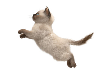 Obraz premium Free photo of cat in motion pose transparent background