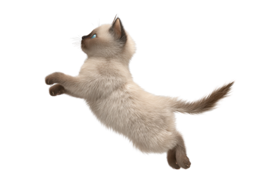 Free photo of cat in motion pose transparent background - Powered by Adobe