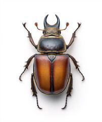 insect, ladybug, ladybird, beetle, bug, summer, cicada, animal, macro, nature, close-up, garden, ant, dragonfly, wings, wing, closeup, damselfly, insects, grasshopper, fly, bee, wasp, mosquito,