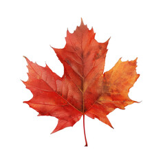 Obraz premium Close-up of a vibrant autumn maple leaf. The leaf displays a mix of fiery reds and oranges, against a solid black background. Leaf veins are visible