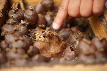 Traditiional beekeeping with native Mayan stingless bees in Guatemala