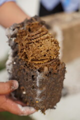 Traditiional beekeeping with native Mayan stingless bees in Guatemala