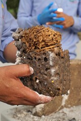 Traditiional beekeeping with native Mayan stingless bees in Guatemala