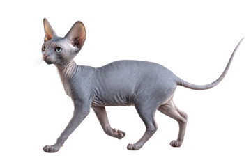 Free photo of cat in motion pose transparent background