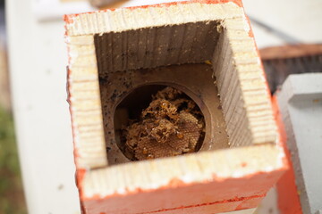 Traditiional beekeeping with native Mayan stingless bees in Guatemala