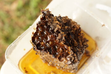 Traditiional beekeeping with native Mayan stingless bees in Guatemala