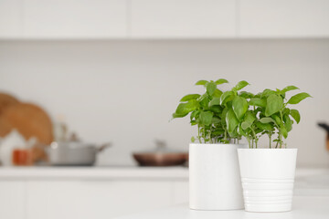 Fresh basil in pots on table in kitchen