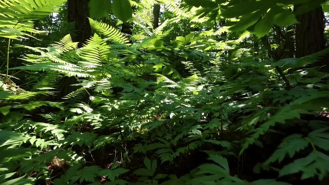 lush 4k shot showcasing the deep green leaves of heptapleurum plants mixed with fern fronds in a tropical forest creating a natural foliage background full of texture depth and vitality