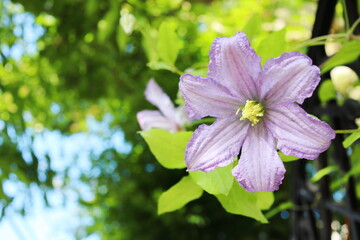 庭の鉢に植えたクレマチス　プリンスチャールズ
