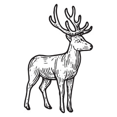 Fototapeta premium Majestic deer sketch, ideal for wildlife art, nature designs, and outdoor adventure illustrations