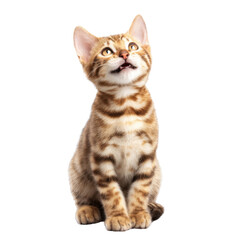 Obraz premium Free photo of cat in motion pose transparent background