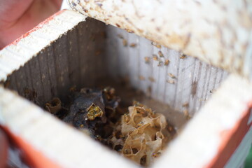 Traditiional beekeeping with native Mayan stingless bees in Guatemala
