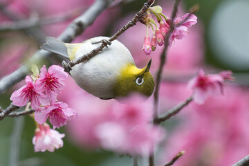 リュウキュウメジロと寒緋桜