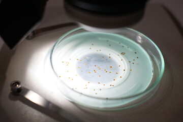 Varroa destructor under microscope, devastating honeybee pests
