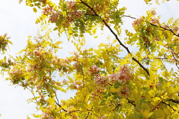 黄金葉のニセアカシア