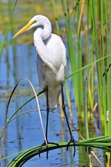 Great Egret perched in reeds in a Florida lake