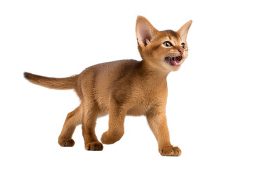 Fototapeta premium Free photo of cat in motion pose transparent background