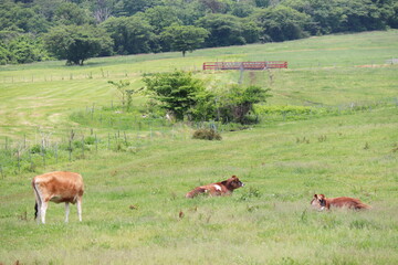 蒜山高原の牧草地で放牧される茶色いジャージー牛