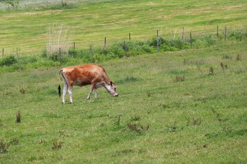 蒜山高原の牧草地で放牧される茶色いジャージー牛