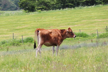 蒜山高原の牧草地で放牧される茶色いジャージー牛