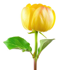 Close-up of a vibrant yellow flower with a slightly peachy-orange tint at the center, mounted on a slender green stem with two leaves.  