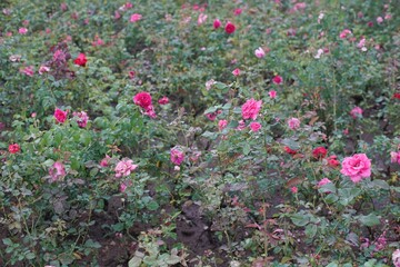 A lush rose garden filled with vibrant pink and red blooming flowers and green foliage. Perfect for backgrounds, nature themes, and romantic designs.