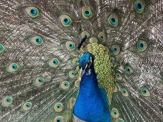 Obraz premium Peacock with its feathers spread out