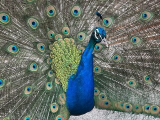 Obraz premium Peacock with its feathers spread out