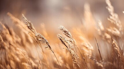 Fototapeta premium Sunlit meadow with tall swaying grass, capturing golden hour's joyful atmosphere.