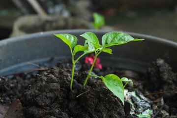 close-up of a young plant growing well in a pot, with green leaves