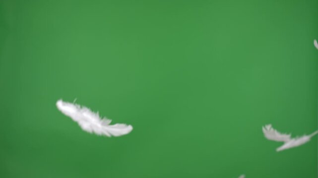 White feathers floating gracefully on green backdrop