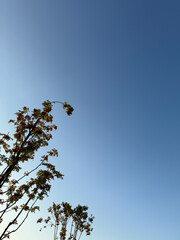 Minimalist Branch with Berries against Blue Sky – Natural Background