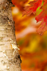 autumn leaves on tree with blurred background