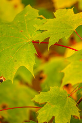 Green autumn leaves on red stalks