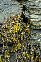 marine algae on grey rocks