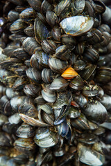 live fresh mussels clustered together