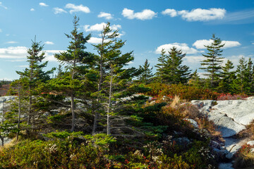 coastal conifers and autumn color
