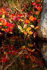 red autumn leaves reflection in pond