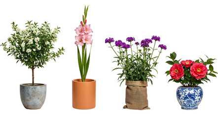Set of various Houseplants: Bay, Gladiolus, Verbena, Camellia isolated on transparent background