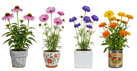 Set of various Houseplants: Echinacea, Lavatera, Scabiosa, Nemesia isolated on transparent background